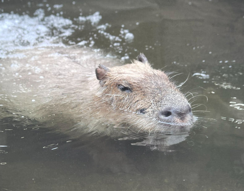 市川市動物園